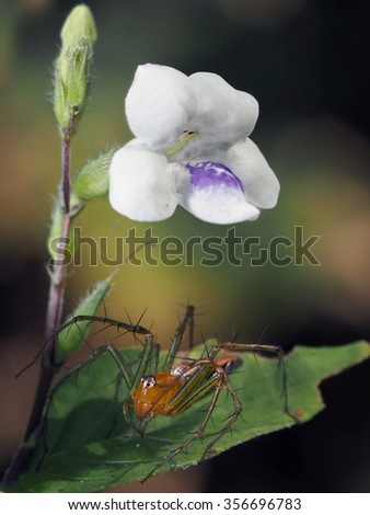 Linx Jumping Spider and Wild Flower