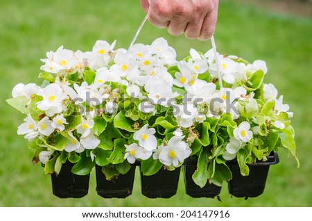 Hand holds container of the white blossom begonia in the garden