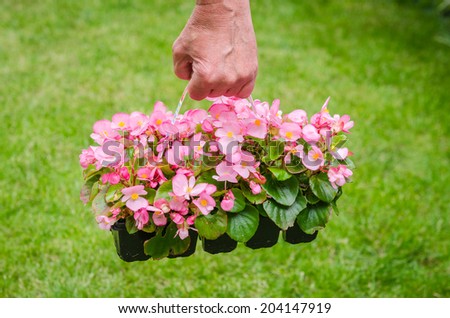 Hand holds container of the oink blossom begonia in the garden