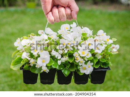 Hand holds container of the white blossom begonia in the garden