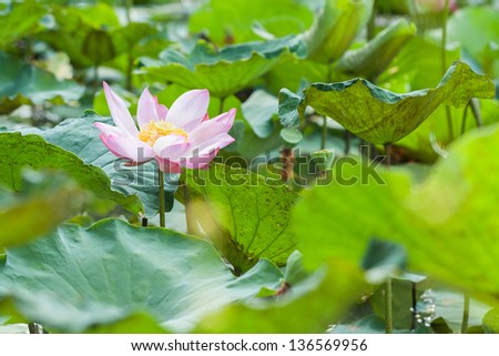 Beautiful pink lotus (water lily flower) in pond