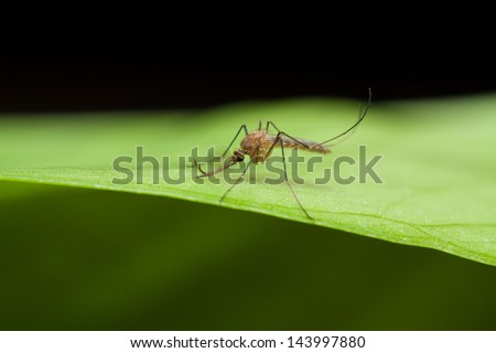 Anopheles mosquito resting on green leaf