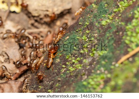 soldier termite protecting the worker termites