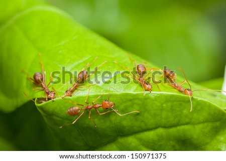Red ants help together to build home or nest, teamwork concept