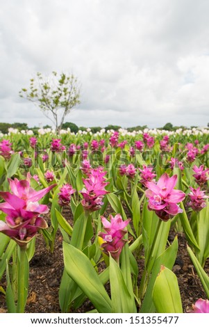 Pink Siam Tulip (Patumma) flower garden in a cloudy day