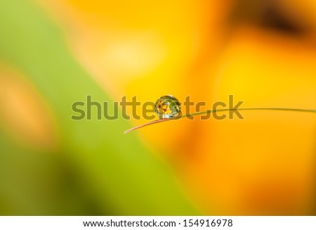 Round Dewdrop (Droplet) with flower reflection on little leaf, Nature background