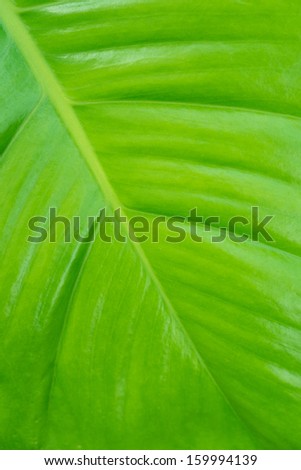 Green leaf texture background, abstract art