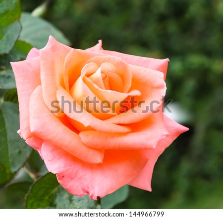 Crisp Petals on Orange Rose - Closeup isometric image of a bright orange pink rose with crisp petals against a blurred garden background.