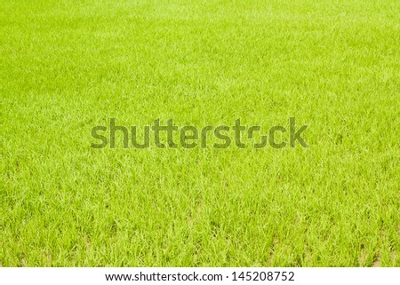 Rice Field Background - A rice field pictured on a sunny day. The rich green pasture serves as a nice background.