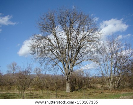 tree and blue sky,Serbia,village