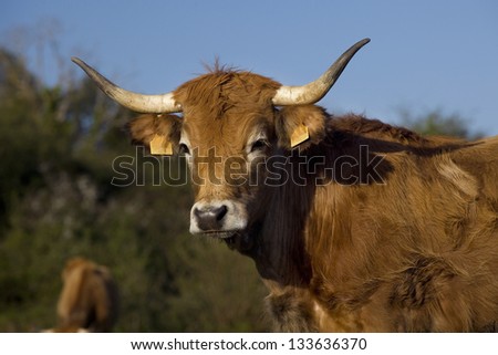 Cow. Head of a cow with her calf with biighorn in a meadow in Asturias, Spain.