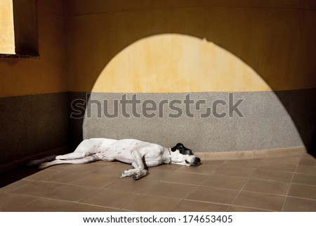 Big white dog lying down and sleeping in the sun. Sleeping dog.