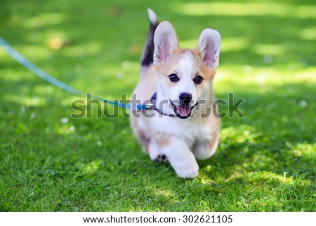 Pembroke welsh corgi puppy running against green grass background
