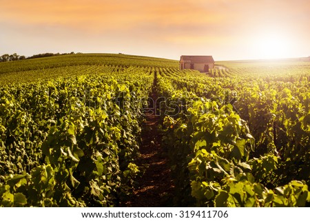 Champagne Vineyards at sunset, Montagne de Reims, France