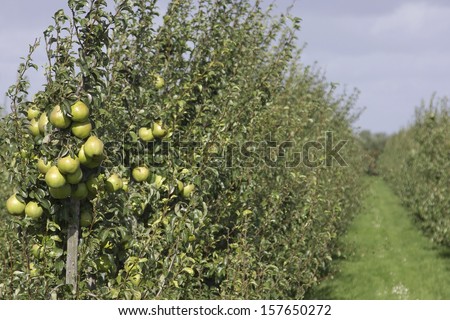 Pear orchard. Fruit growing area De Betuwe, Gelderland, The Netherlands. Focus on the foreground.