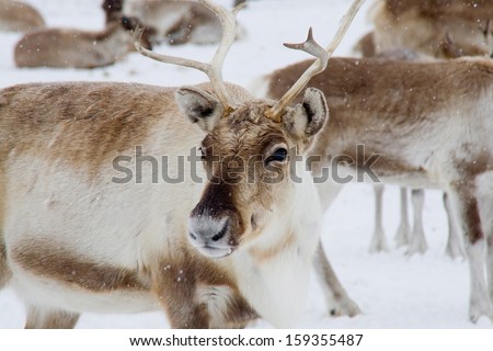 Reindeer (Rangifer Tarandus) In The Snow In Swedish Lapland.