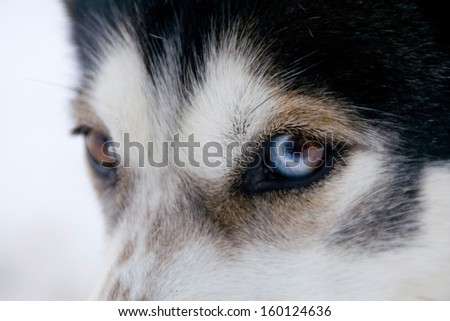 Portrait of a sled dog (husky) with two-toned eyes, both brown and blue. Dalarna, Sweden. Focus on the eye.