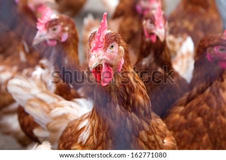 Laying hens behind a fence in outdoor run. Focus on the eye.