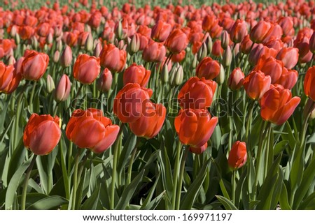 Field full of red tulips near Lisse, South Holland.Tulip bulb production is large-scale here, the bulbs are exported all around the world.