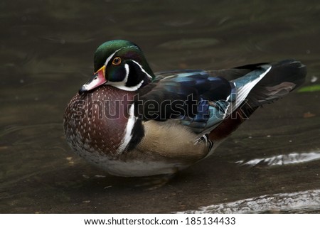 Male wood duck (aix sponsa). The colorful wood duck is a species of perching duck found in North America.