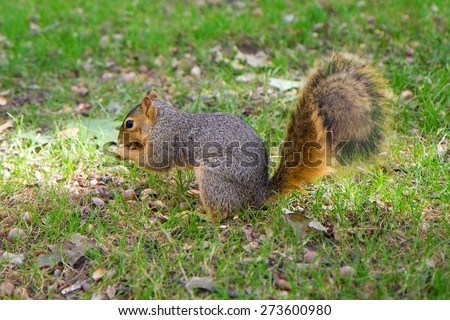 Eastern gray squirrel (Sciurus carolinensis) eating a nut, Michigan, USA.