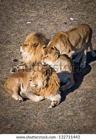 A pack of lions posing for the camera