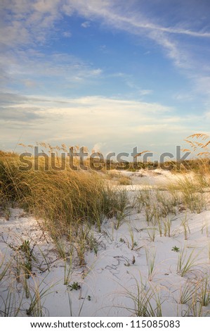 Gulf Coast USA dunes on barrier island at sunset showing flora of Florida beaches.