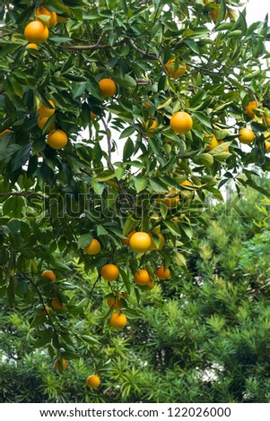 Beautiful healthy orange tree in Florida. Behind it is a hedge of Japanese Yew trees (Podacarpus).