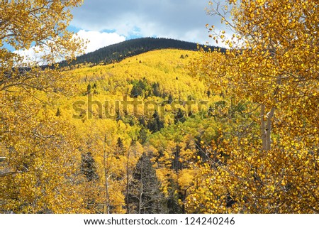 Aspens turning gold in fall in the Sangre de Cristo Mountains in the Santa Fe National Forest. Horizontal view with trunk and leaves of one aspen detailed in the foreground.