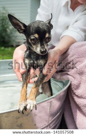 Closeup of woman washing a chihuahua in a metal wash tub outdoors.