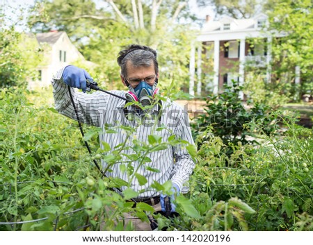 Man in face mask and gloves spraying insecticide on his tomato plants during a bad insect pest infestation.