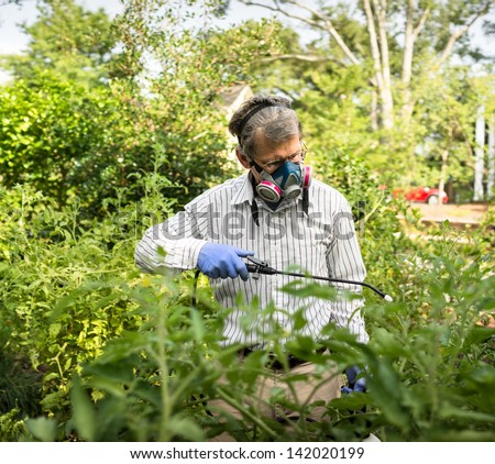 Man in face mask and gloves spraying insecticide on his tomato plants during a bad insect pest infestation.