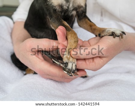 Trimming Small Dog\'s Toenails or Claws with Clipper.