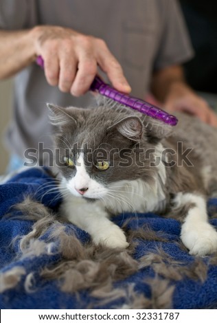 Persian cat getting a haircut at home. Selective focus on cat's face.