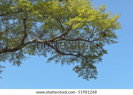Horizontal live oak branch with new spring green leaves against a clear blue sky. There is a bird nest at the tip of the branches.
