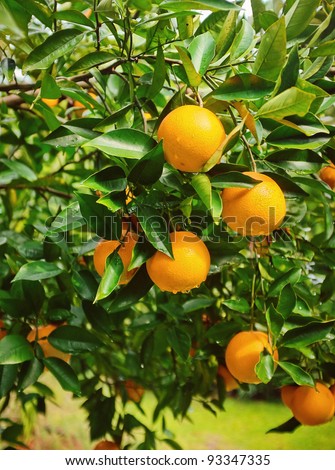 Colorful orange tree loaded with fruit with raindrops
