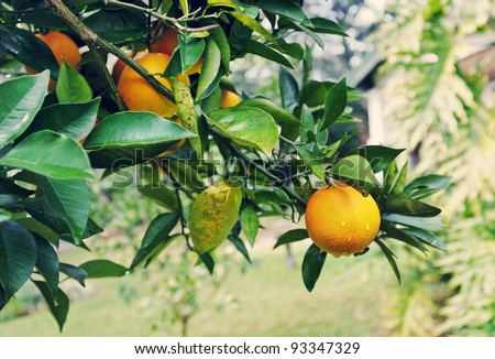 Branches of a Florida orange tree with ripe oranges dotted with dew or raindrops