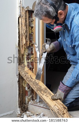 Man removing wood damaged by termite infestation in house.