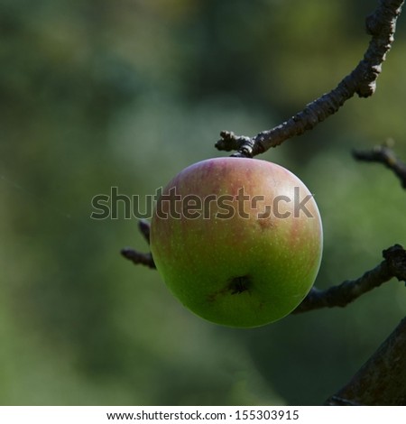 Bio apples on a tree