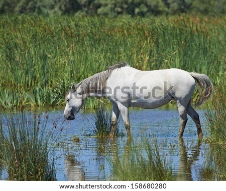 Portrait of nice horse wild in camargue french Region