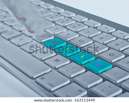 Baby cat pressing help on a keyboard