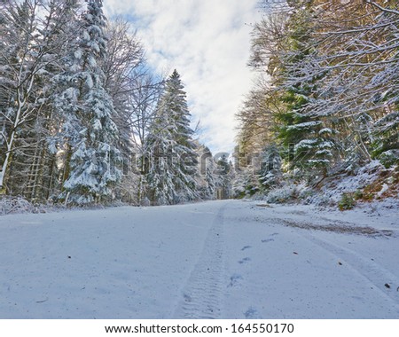 Snowy street through forest shined by sun on Pohorje
