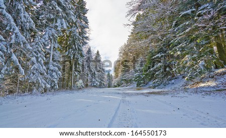 Snowy street through forest shined by sun on Pohorje