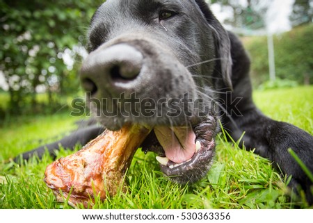 Close-up of Dog Eating Bone Outside