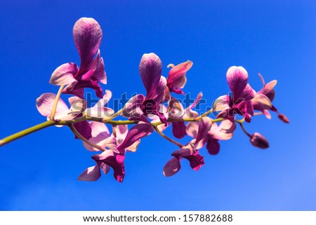 Purple orchid with blue sky  background