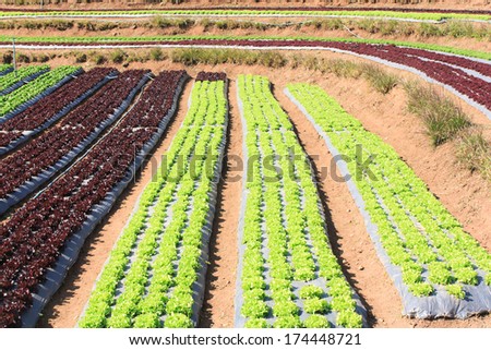 Agricultural industry. Growing salad lettuce on field