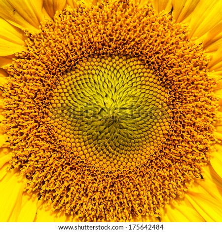 Close up beautiful sunflower with white background