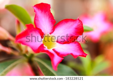 Tropical flower Pink Adenium or Desert rose on blur background