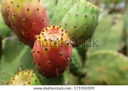Prickly pear cactus with red fruit -Opuntia ficus-indica