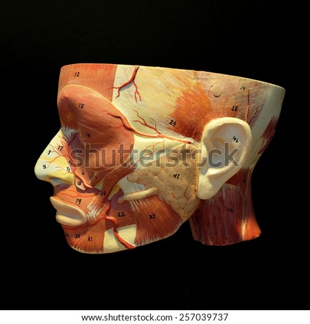 Muscular anatomy of the head, model